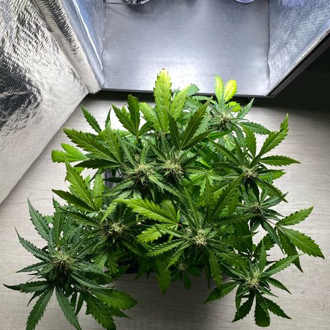 King Kong  growlog timeline photo