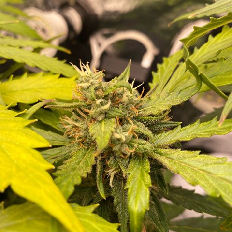 King Kong  growlog timeline photo
