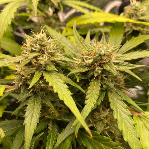 King Kong  growlog timeline photo