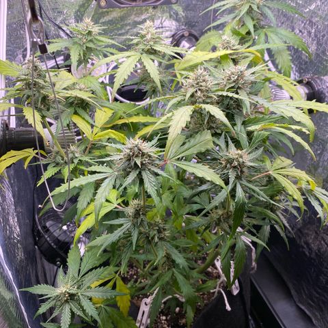 King Kong  growlog timeline photo