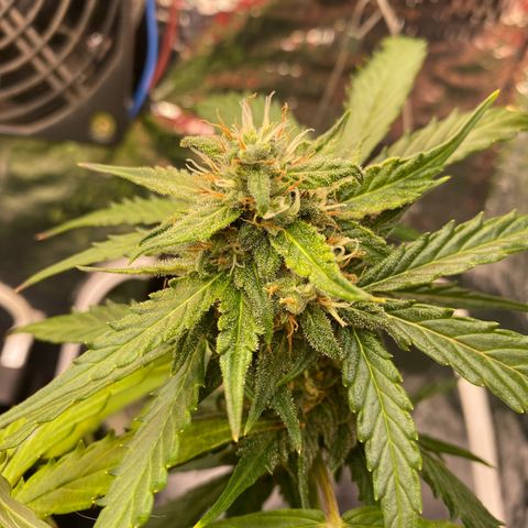 King Kong  growlog timeline photo