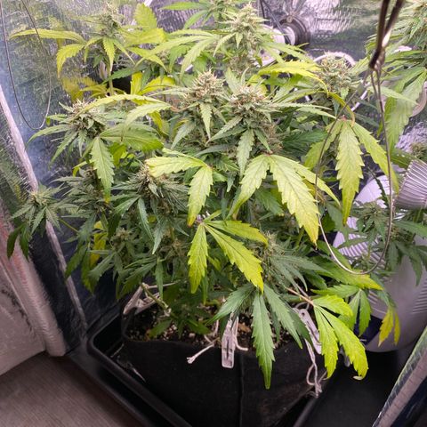 King Kong  growlog timeline photo