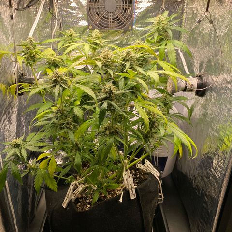 King Kong  growlog timeline photo