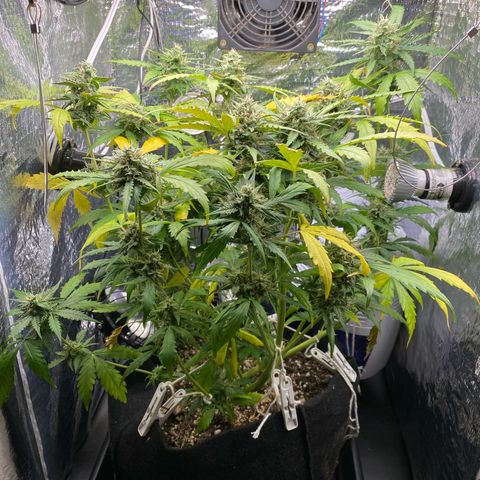 King Kong  growlog timeline photo