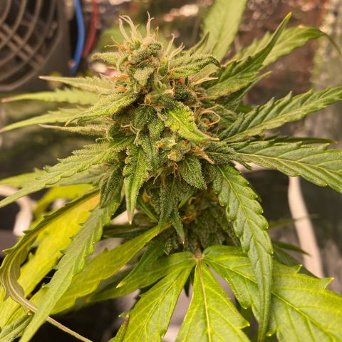 King Kong  growlog timeline photo