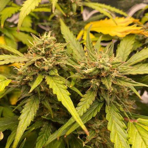 King Kong  growlog timeline photo