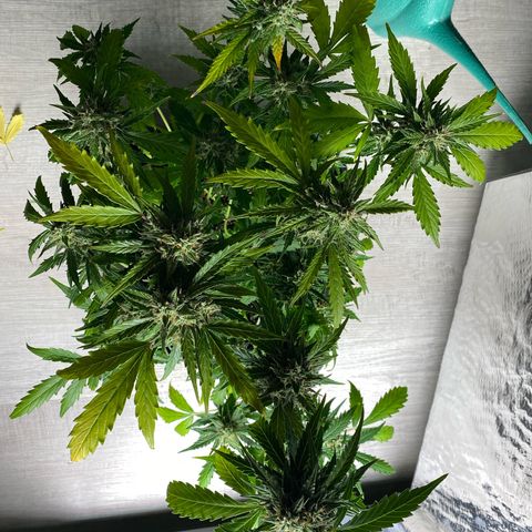 King Kong  growlog timeline photo