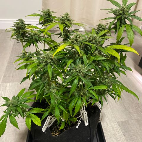 King Kong  growlog timeline photo