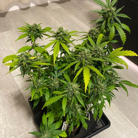 King Kong  growlog timeline photo
