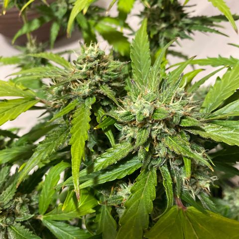 King Kong  growlog timeline photo