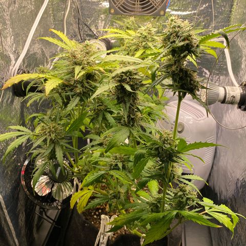 King Kong  growlog timeline photo
