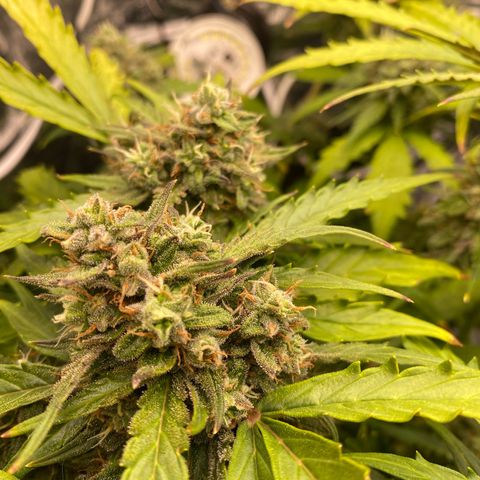 King Kong  growlog timeline photo