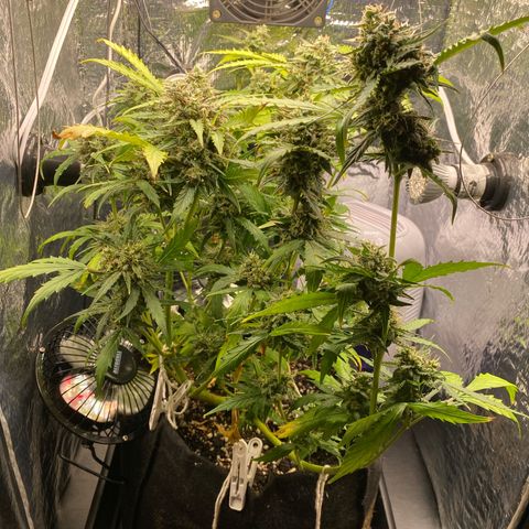 King Kong  growlog timeline photo