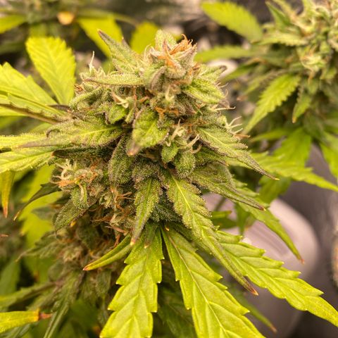 King Kong  growlog timeline photo