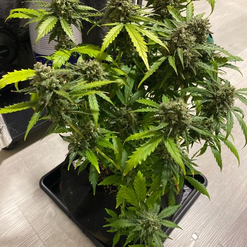 King Kong  growlog timeline photo