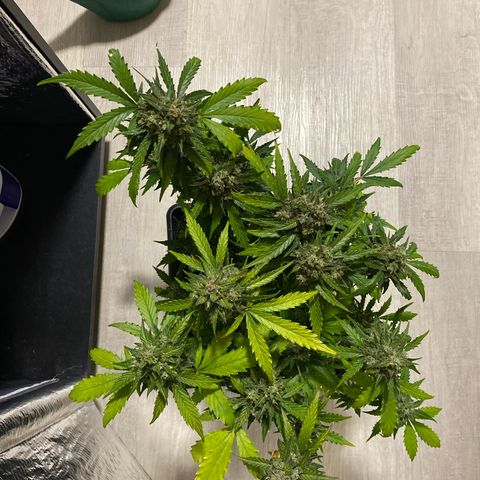 King Kong  growlog timeline photo
