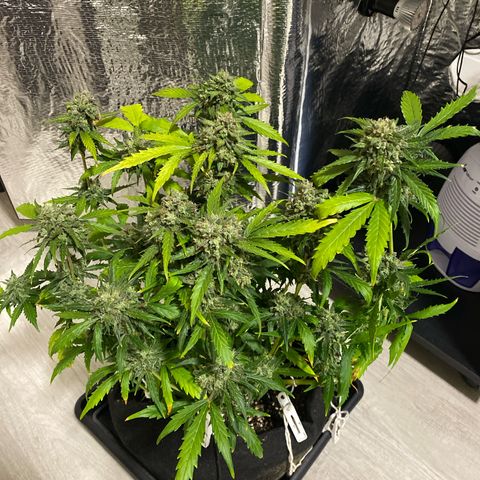 King Kong  growlog timeline photo