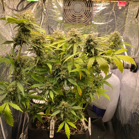 King Kong  growlog timeline photo