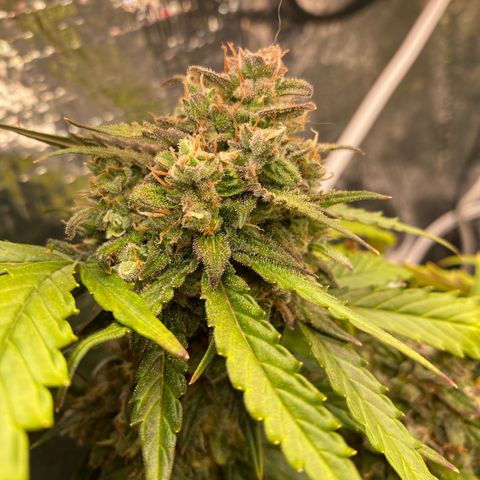 King Kong  growlog timeline photo