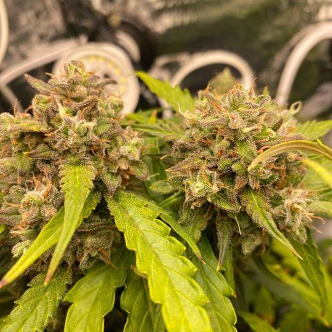 King Kong  growlog timeline photo