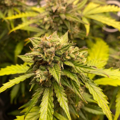 King Kong  growlog timeline photo
