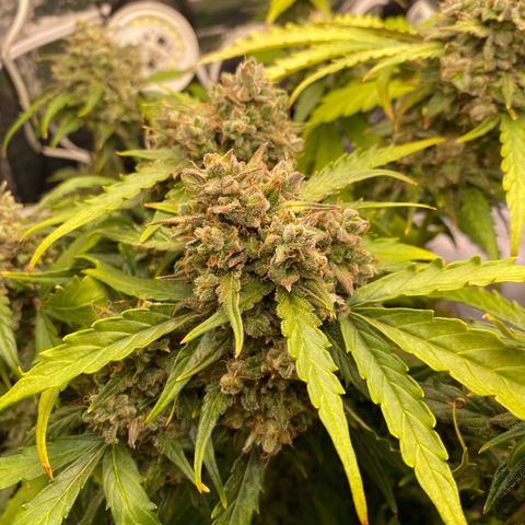 King Kong  growlog timeline photo
