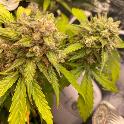 King Kong  growlog timeline photo