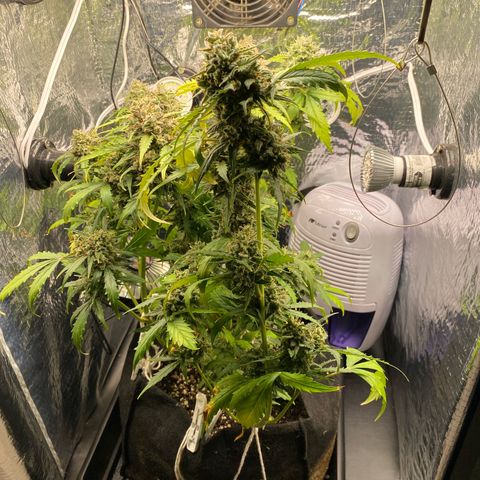 King Kong  growlog timeline photo