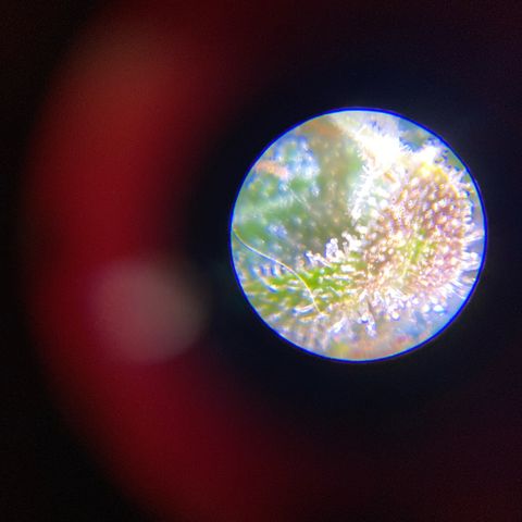 King Kong  growlog timeline photo