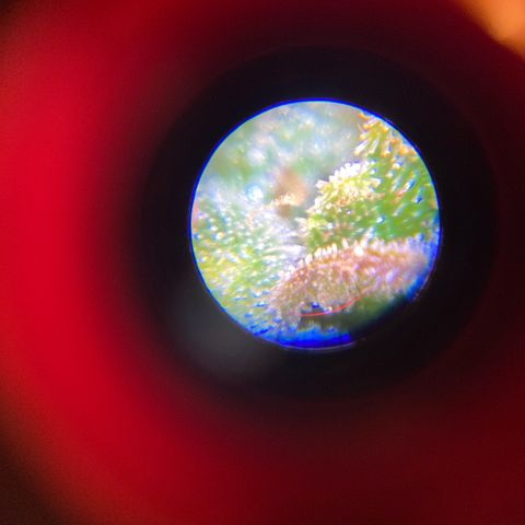 King Kong  growlog timeline photo