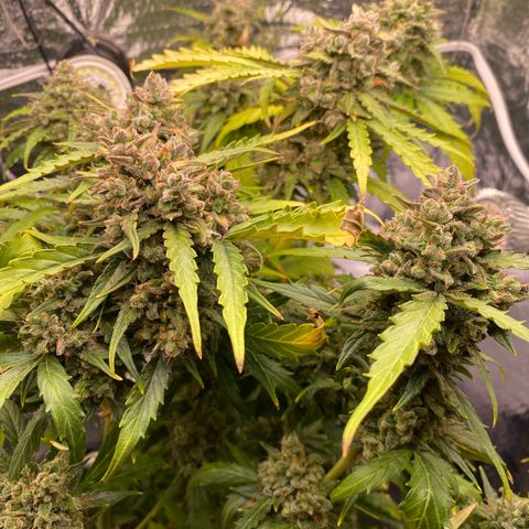 King Kong  growlog timeline photo