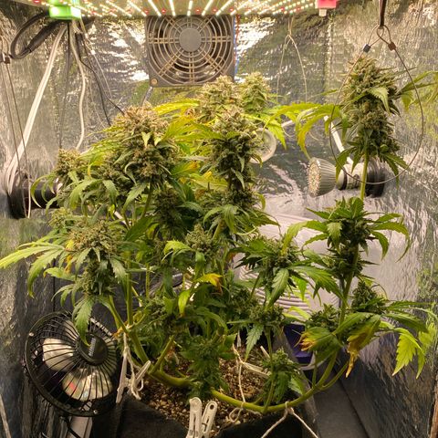 King Kong  growlog timeline photo