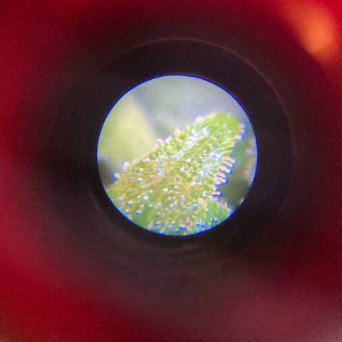 King Kong  growlog timeline photo