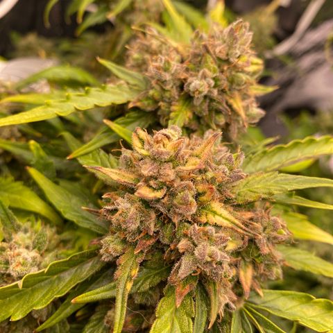 King Kong  growlog timeline photo