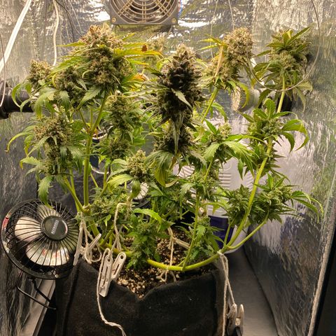 King Kong  growlog timeline photo