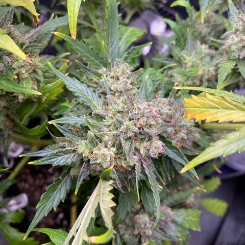 King Kong  growlog timeline photo