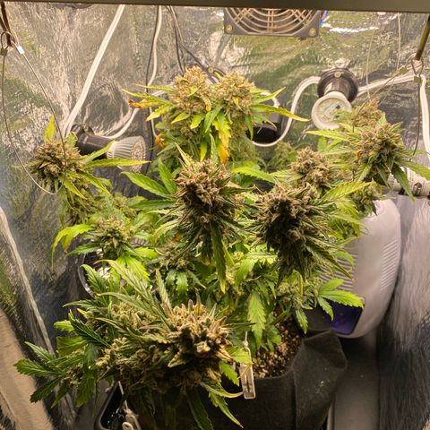 King Kong  growlog timeline photo