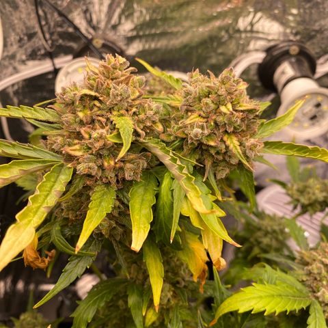 King Kong  growlog timeline photo