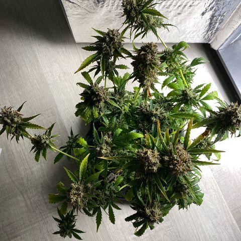 King Kong  growlog timeline photo