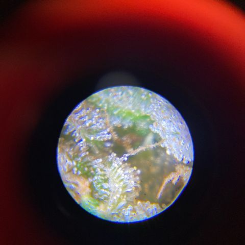 King Kong  growlog timeline photo