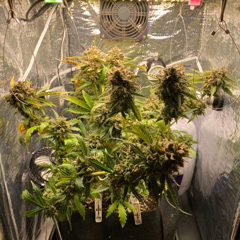King Kong  growlog timeline photo