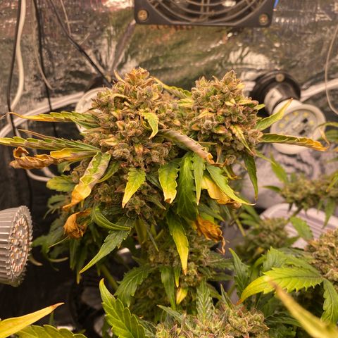 King Kong  growlog timeline photo