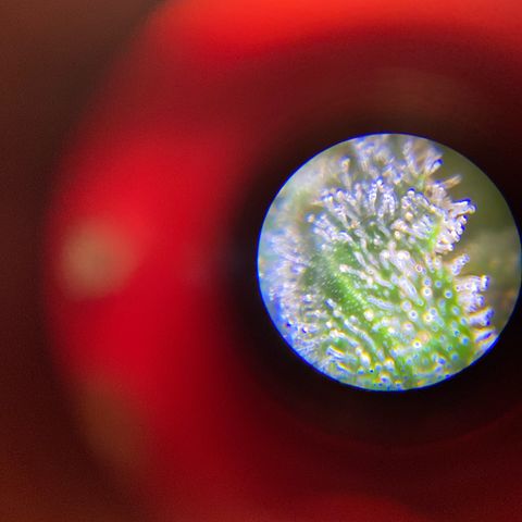 King Kong  growlog timeline photo