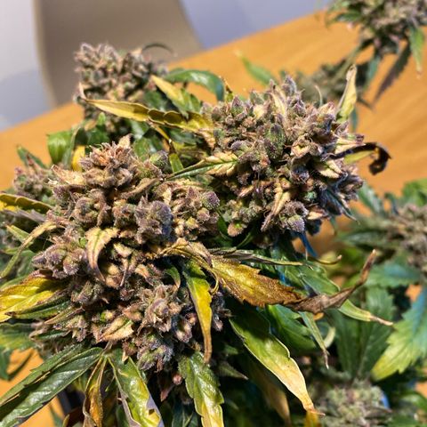 King Kong  growlog timeline photo