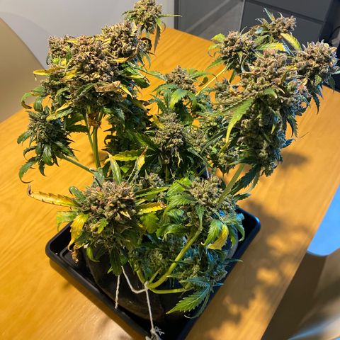 King Kong  growlog timeline photo