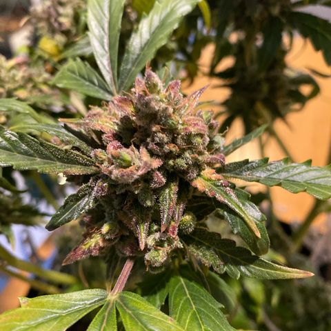 King Kong  growlog timeline photo