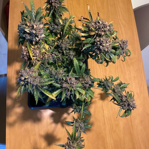 King Kong  growlog timeline photo