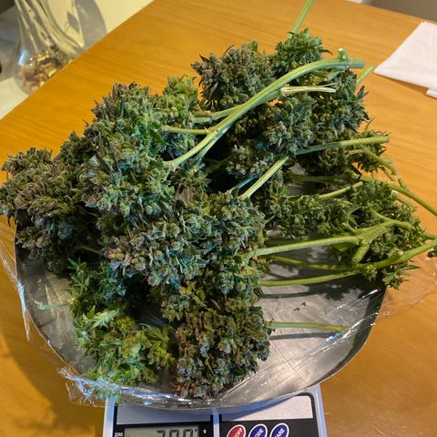 King Kong  growlog timeline photo