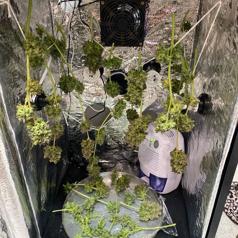 King Kong  growlog timeline photo