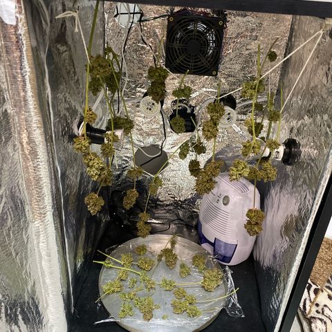 King Kong  growlog timeline photo